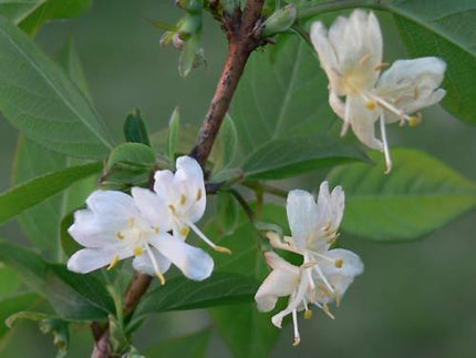 50 Winter Honeysuckle Seeds - Seed World