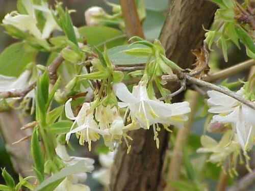 WINTRY DAYS AT HONEYSUCKLE 置物 12.5*9 50 Winter Honeysuckle Seeds