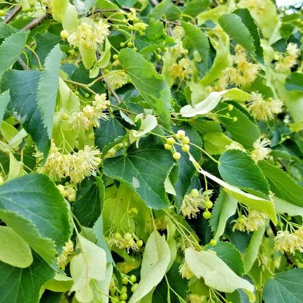 50 Winter Honeysuckle Seeds - Seed World