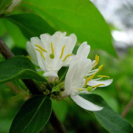 50 Winter Honeysuckle Seeds - Seed World