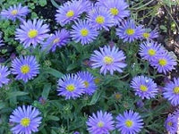 50 Wonder of Staffa Aster Seeds - Seed World