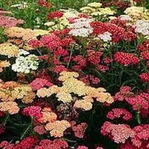 50 Yarrow Summer Berries Seeds - Seed World