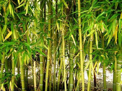 50 Yellow Bamboo Seeds - Seed World