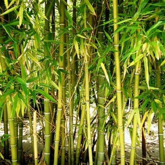 50 Yellow Bamboo Seeds - Seed World