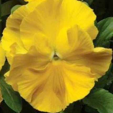 50 Yellow Pansy Seeds - Seed World