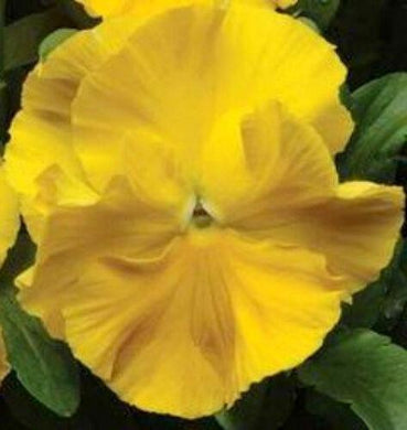 50 Yellow Pansy Seeds - Seed World