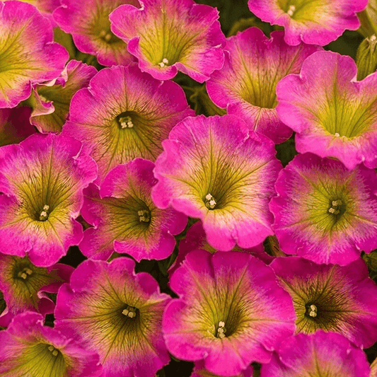 50 Yellow Pink Petunia Seeds - Seed World