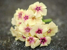 50 Yellow Pink Phlox Seeds - Seed World