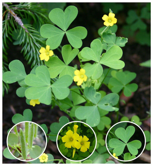 50 Yellow Wood Sorrel Seeds - Seed World