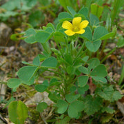 50 Yellow Wood Sorrel Seeds - Seed World