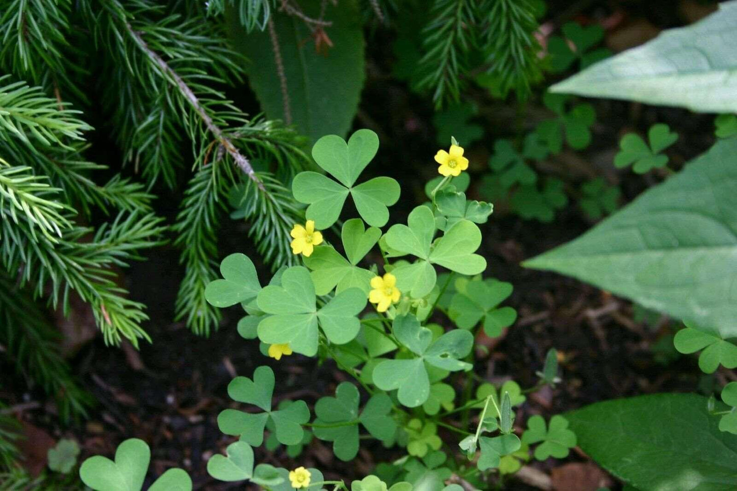 50 Yellow Wood Sorrel Seeds - Seed World