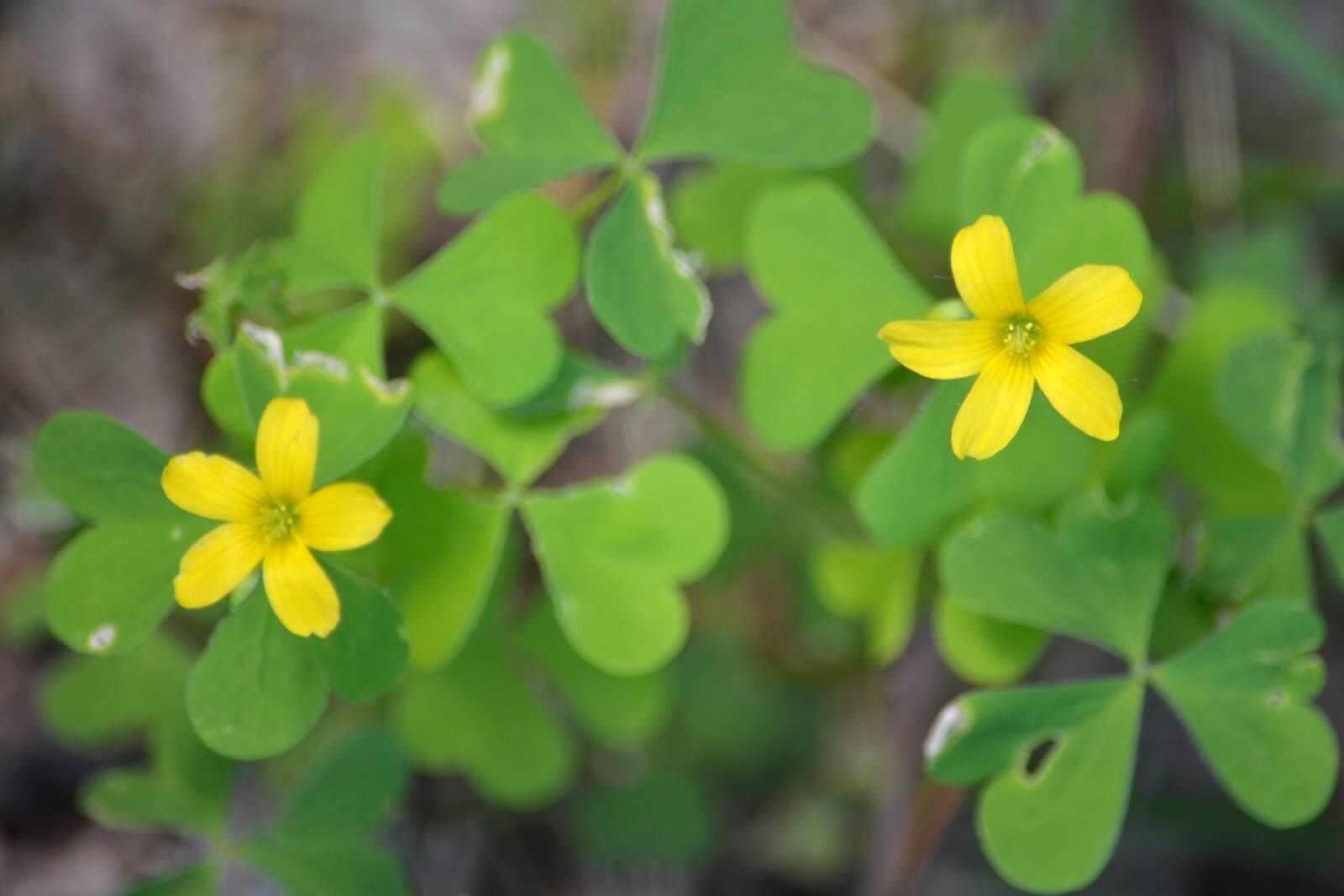 50 Yellow Wood Sorrel Seeds - Seed World