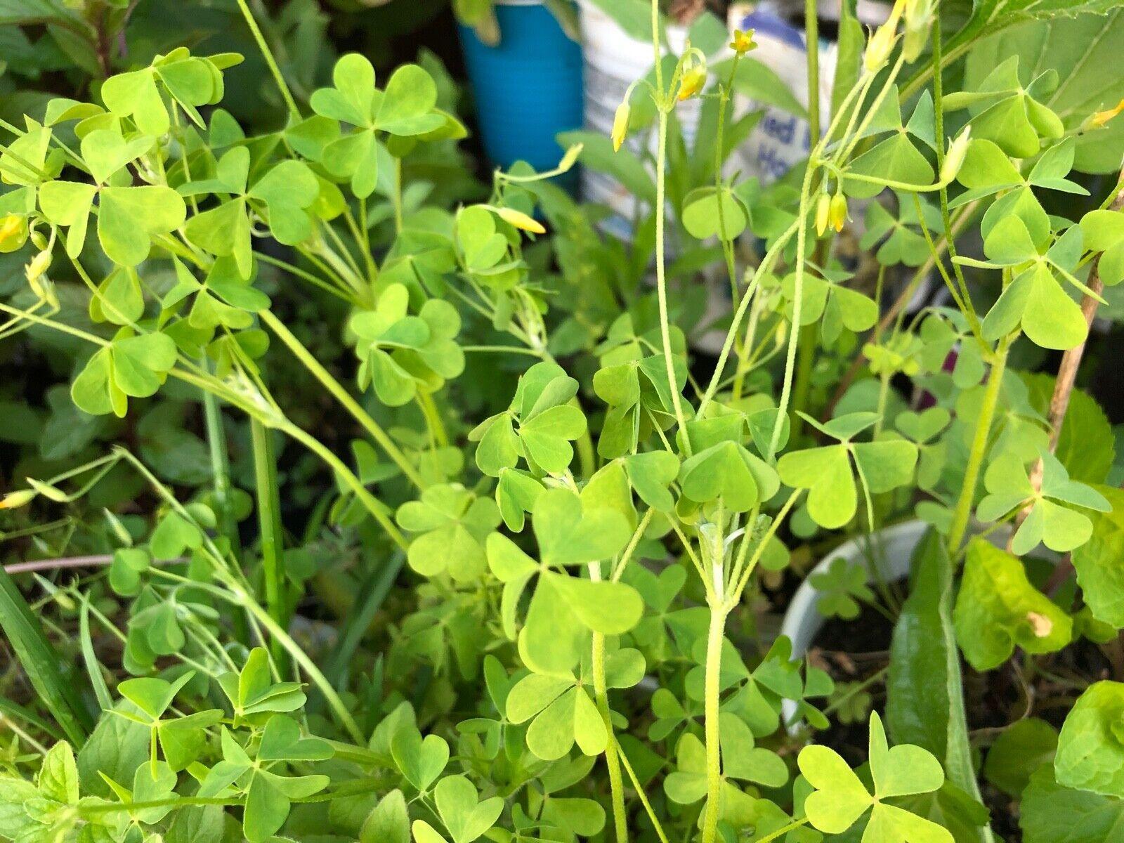 50 Yellow Wood Sorrel Seeds - Seed World
