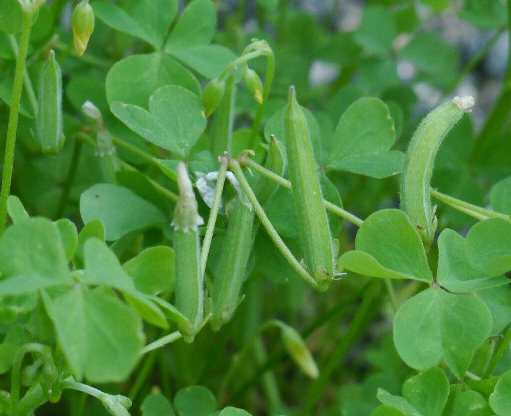 50 Yellow Wood Sorrel Seeds - Seed World