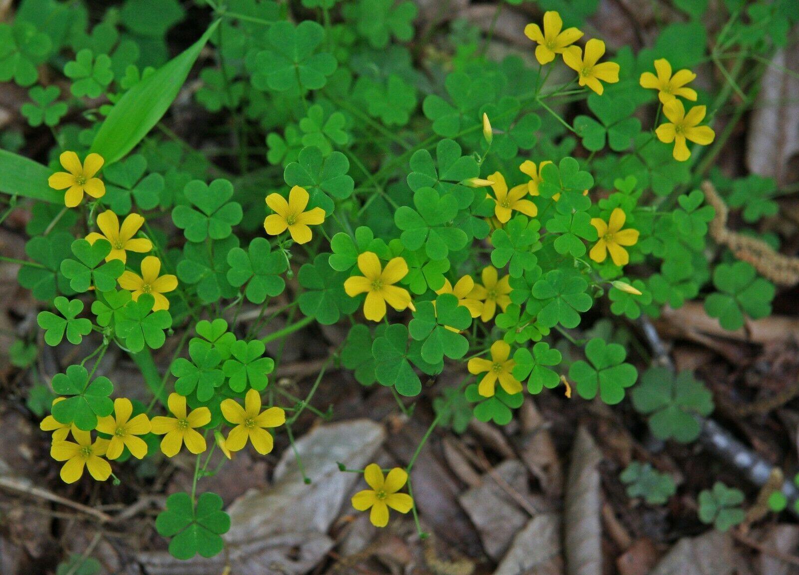 50 Yellow Wood Sorrel Seeds - Seed World