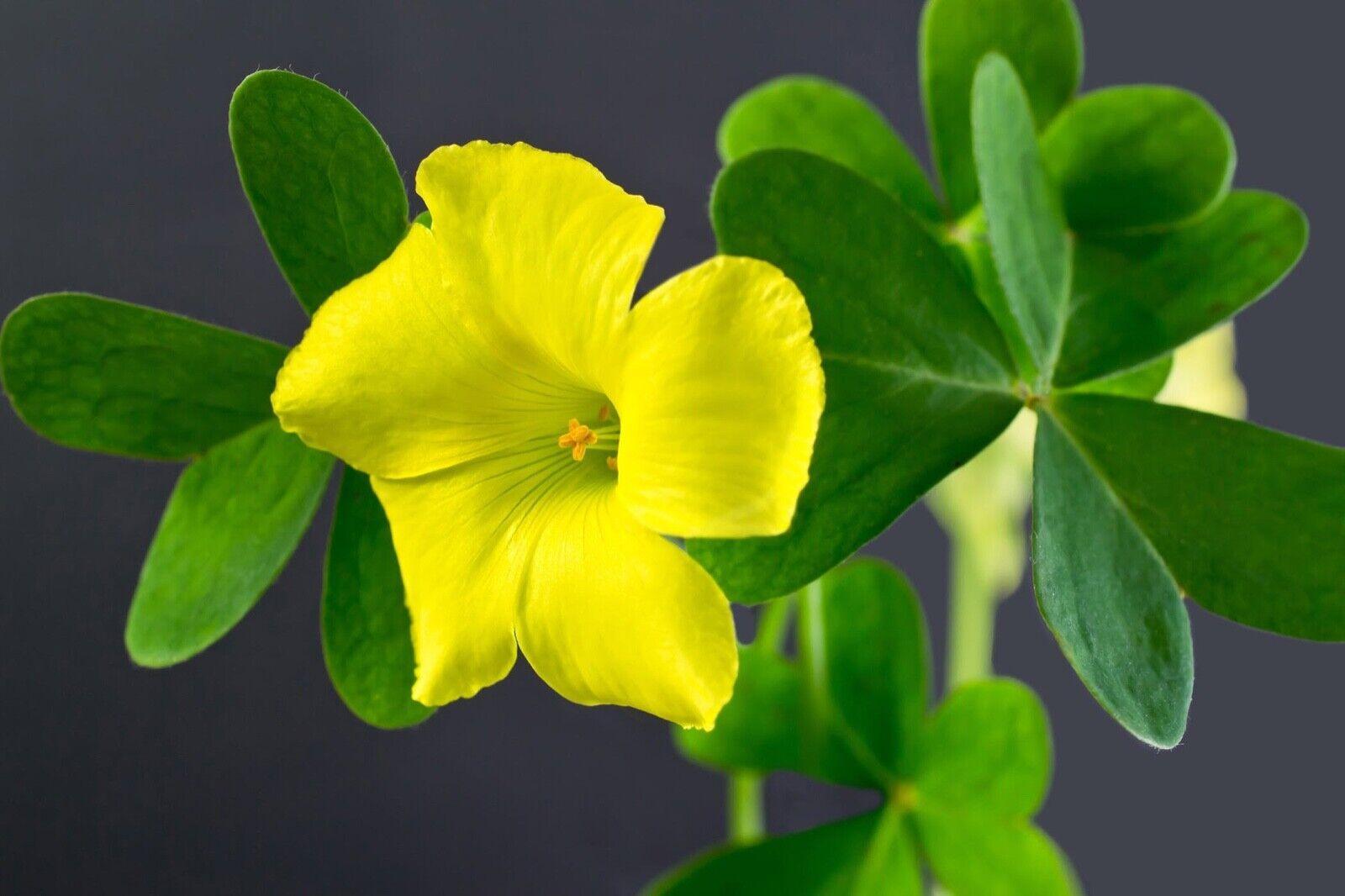 50 Yellow Wood Sorrel Seeds - Seed World