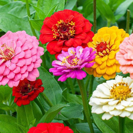 50 Zinnia Oklahoma Mix Seeds - Seed World