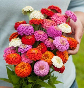 50 Zinnia Oklahoma Mix Seeds - Seed World