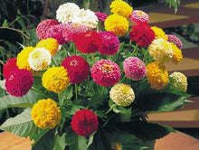 50 Zinnia Oklahoma Mix Seeds - Seed World