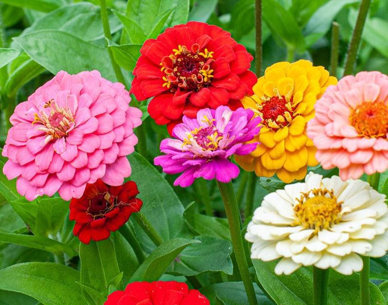 50 Zinnia Oklahoma Mix Seeds - Seed World