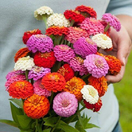 50 Zinnia Oklahoma Mix Seeds - Seed World
