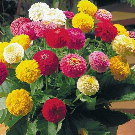 50 Zinnia Oklahoma Mix Seeds - Seed World