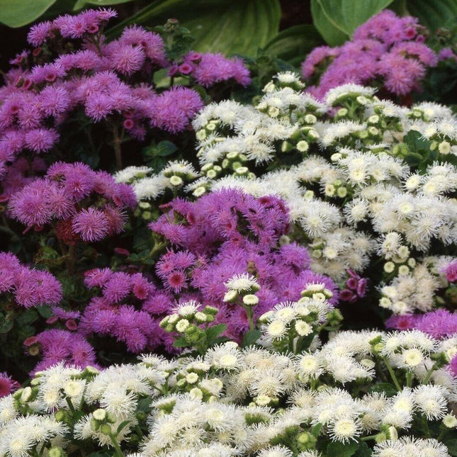 500 Ageratum Mexicanum Mix Seeds - Seed World