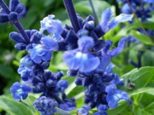 500 'Blue Bedder' Blue Sage Seeds - Seed World