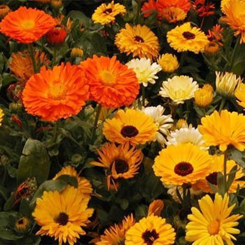 500 Calendula Fancy Mix Flower Seeds - Seed World