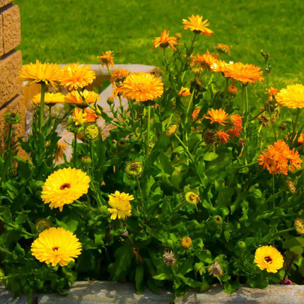 500 Calendula Fancy Mix Flower Seeds - Seed World