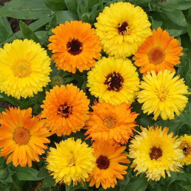 500 Calendula Fancy Mix Flower Seeds - Seed World