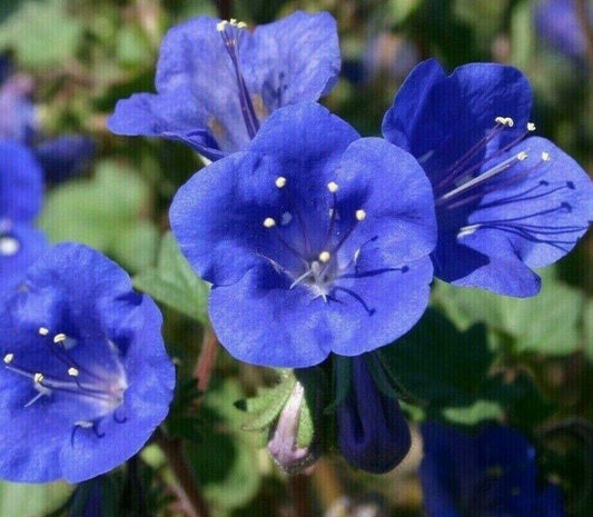 500 California Bluebell Seeds - Seed World