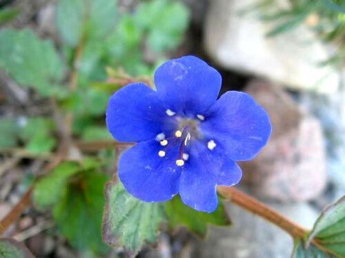 500 California Bluebell Seeds - Seed World