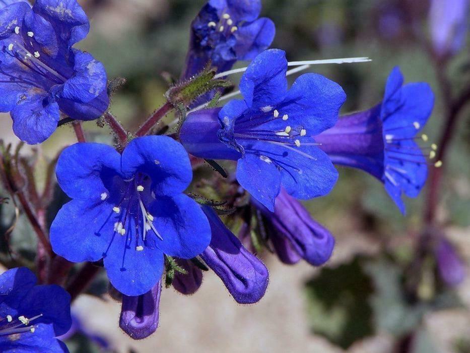500 California Bluebell Seeds - Seed World