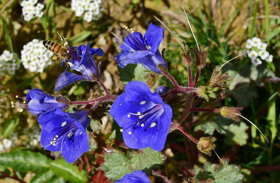 500 California Bluebell Seeds - Seed World