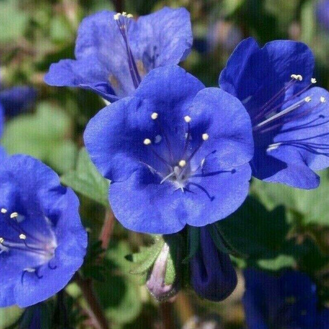 500 California Bluebell Seeds - Seed World