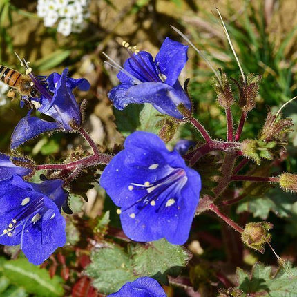 500 California Bluebell Seeds - Seed World