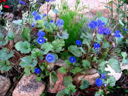 500 California Bluebell Seeds - Seed World