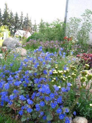 500 California Bluebell Seeds - Seed World