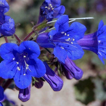 500 California Bluebell Seeds - Seed World