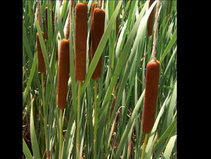 500 Cattail Seeds - Seed World