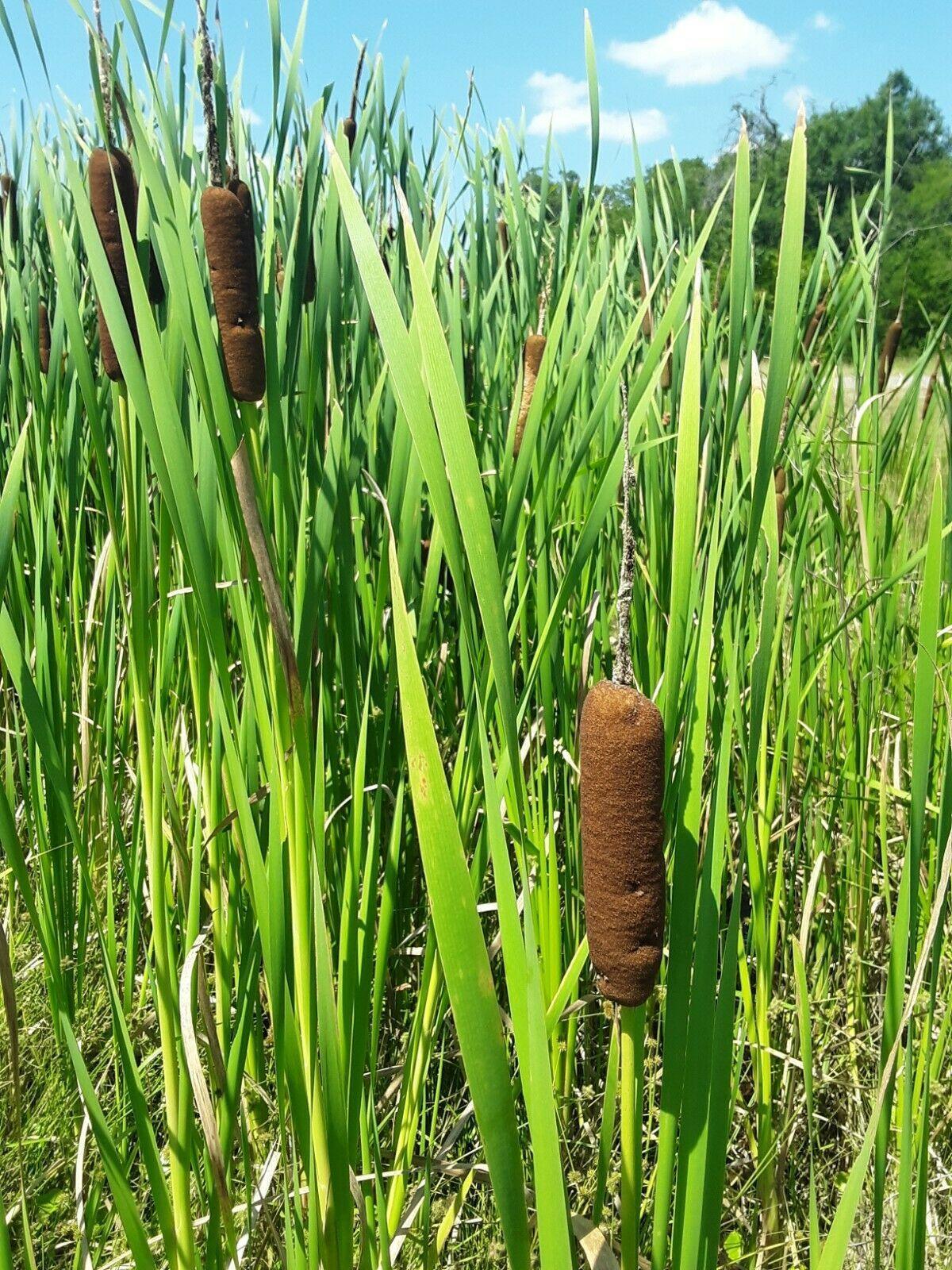 500 Common Cattail Seeds - Seed World