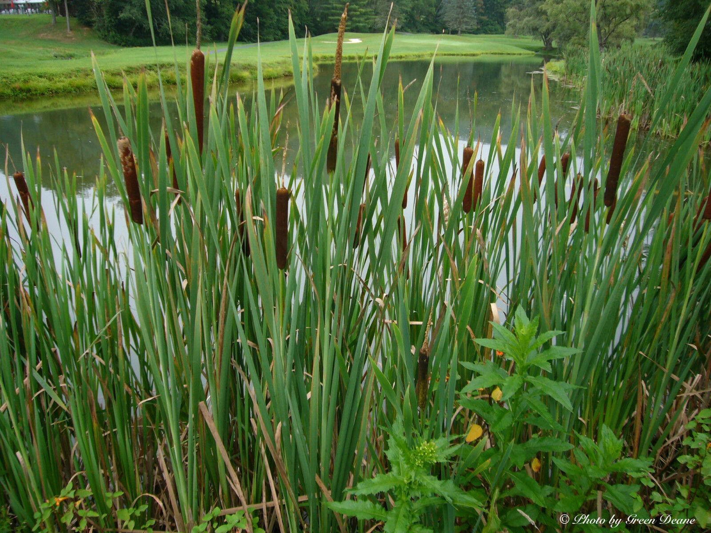 500 Common Cattail Seeds - Seed World