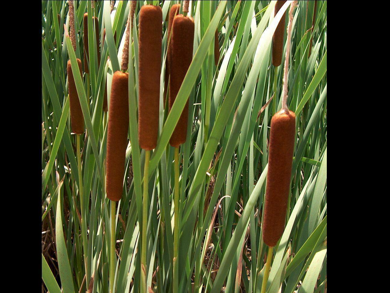 500 Common Cattail Seeds - Seed World