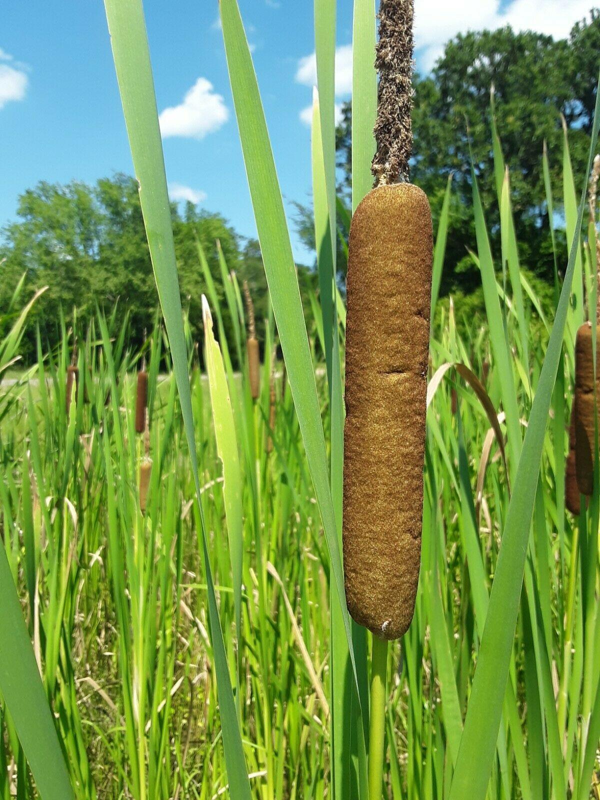 500 Common Cattail Seeds - Seed World