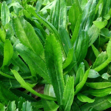 500 Culantro Seeds | Mexican Coriander - Seed World
