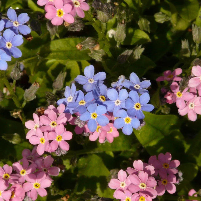 500 Forget Me Not Mix Seeds - Seed World