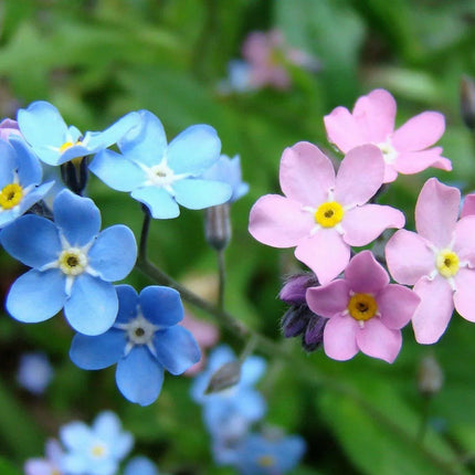 500 Forget Me Not Mix Seeds - Seed World