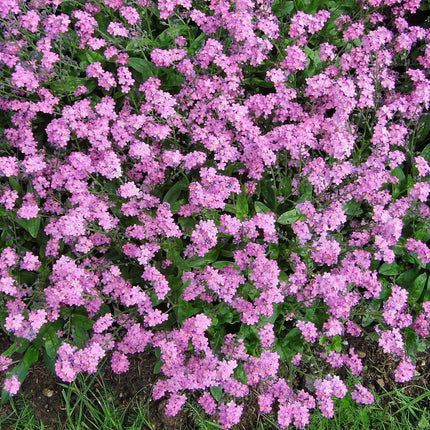 500 Forget Me Not Mix Seeds - Seed World