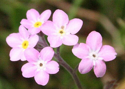 500 Forget Me Not Mix Seeds - Seed World